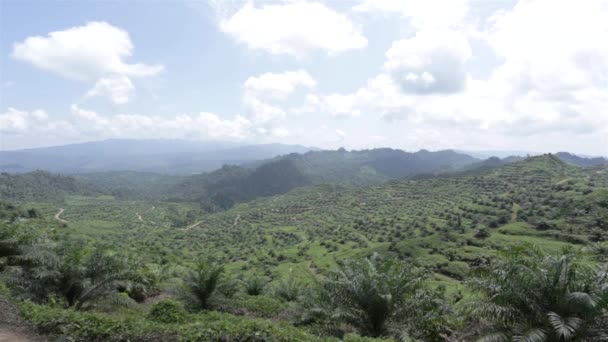 Plantation Huile Palme Fraîchement Moulue Dans Vallée — Video