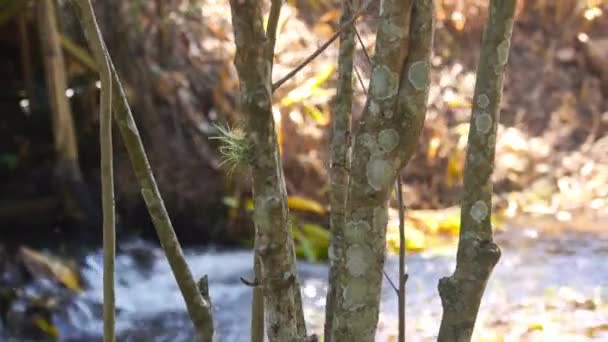 Θολούρα Ποταμού Στο Πίσω Μέρος Των Stems Plant Μετακίνηση Αριστερά — Αρχείο Βίντεο