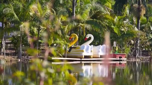 Paddle Duck Rides Σταθμευμένο Μια Πράσινη Λίμνη — Αρχείο Βίντεο