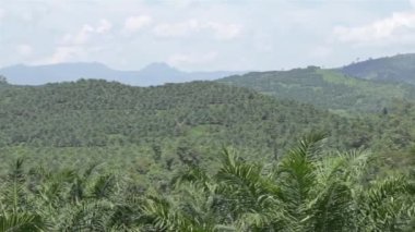 Palmiye Yağı Çiftliği Dağların Üzerinde - Pan - Sağdan Sola