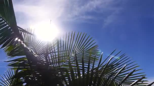 Sonnenstrahlen Durch Die Blätter Slider Von Rechts Nach Links — Stockvideo