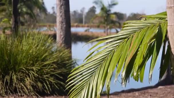 Coconut Tree Leave Bewegen Mit Dem Wind Nahaufnahme — Stockvideo