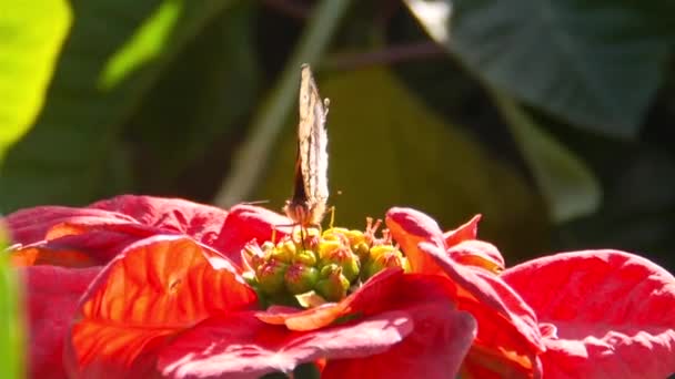 Mariposa Marrón Sentada Una Enorme Flor Roja Ángulo Lateral Primer — Vídeos de Stock