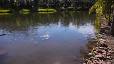 Etrafında hindistan cevizi ağaçları olan küçük bir göl.