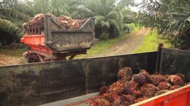 Bir kamyon dolusu palmiye yağı meyvesi.