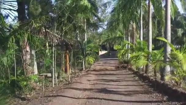 Palmiye Ağaçları Göllerle Dolu Bir Yolda Ilerliyoruz — Stok video