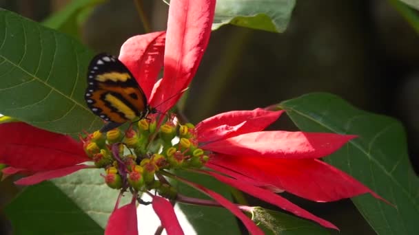 Motýl Sedí Červeném Květu Boční Úhel Zblízka — Stock video