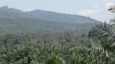 Palm Petrol Çiftliği Dağların Ötesinde - 2.