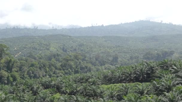 Une Énorme Plantation Huile Palme Pan Gauche Droite — Video