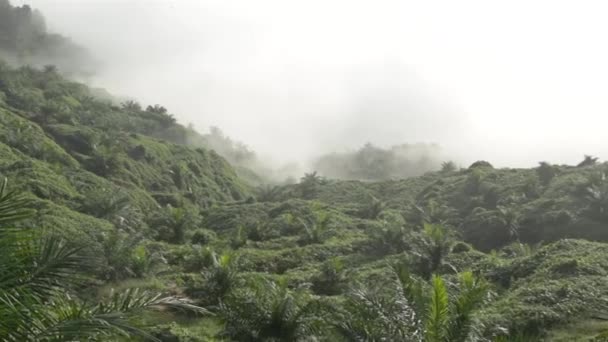 Plantación Aceite Palma Valle Con Niebla Pan Derecha Izquierda — Vídeo de stock