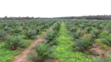 Palmiye yağı tarlasının en üst görüntüsü - havadan - kalkış -