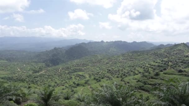 Plantation Huile Palme Nouvellement Cultivée Dans Vallée Pan Gauche Droite — Video