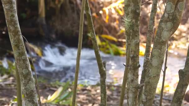 Rio Desfocado Atrás Caules Uma Planta — Vídeo de Stock