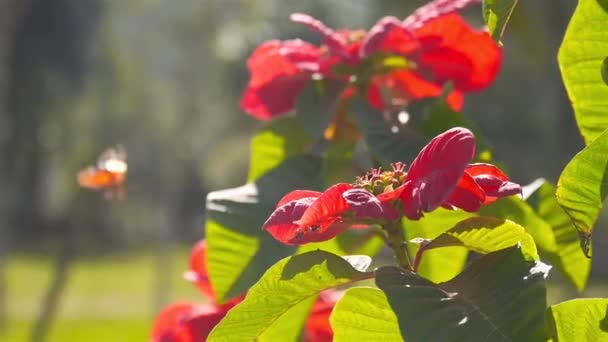 Μέλισσα Κάθεται Ένα Μεγάλο Κόκκινο Λουλούδι — Αρχείο Βίντεο