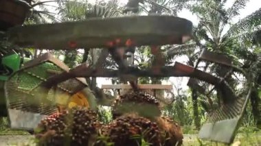 Turna Avuç Yağı Meyveleri Topluyor