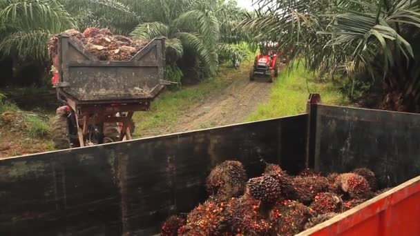 Camion Sur Point Décharger Des Fruits Huile Palme — Video