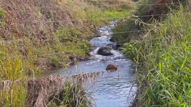 Río Que Fluye Detrás Alambre Púas Primer Plano — Vídeos de Stock