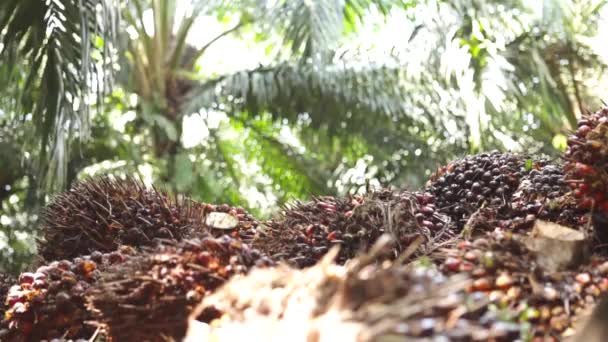 Carga Frutas Aceite Palma Camión Ángulo Lateral — Vídeo de stock