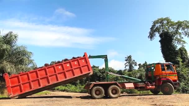 Truck Lifting Palm Oil Fruit Container — Stock video