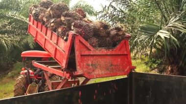 Kamyon Palmiye Yağı Meyvelerini Boşaltıyor