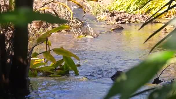 Voda Pohybuje Pomalu Malé Řece Zavřít — Stock video