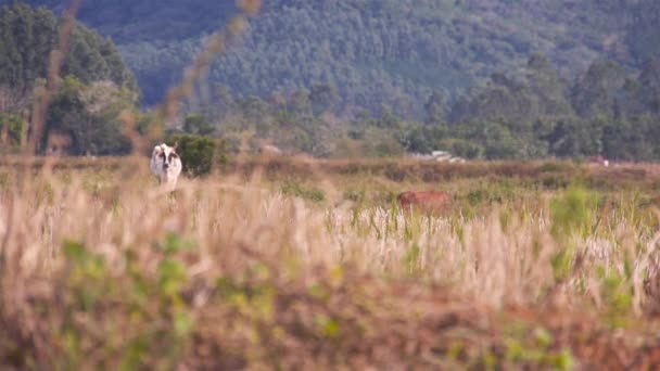 Λευκή Και Καφέ Αγελάδα Μια Κοιλάδα Βραζιλία — Αρχείο Βίντεο