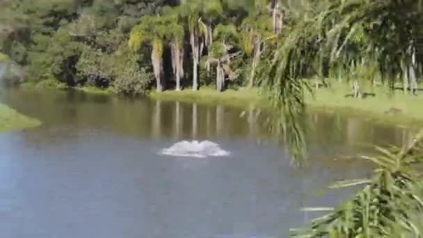 Fontana Centro Della Sorgente Acqua Circondata Palme Scivolare Sinistra Destra — Video Stock