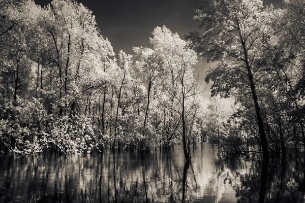 Állandó a folyó, az infravörös fény fák. — Stock Fotó