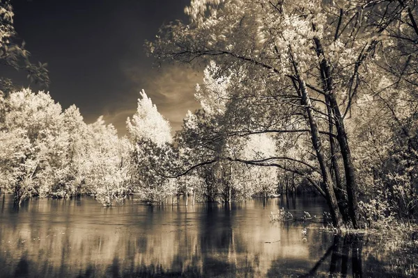 Arbres debout dans la rivière dans la lumière infrarouge . — Photo