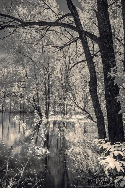 Arbres debout dans la rivière dans la lumière infrarouge . — Photo