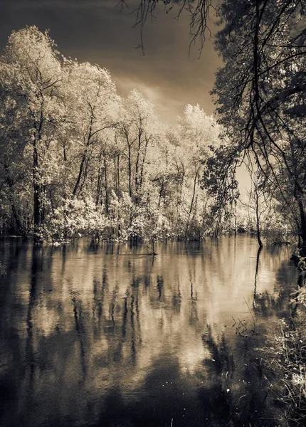 Деревья, стоящие в реке в инфракрасном свете . — стоковое фото