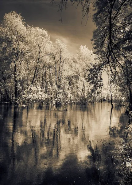 Arbres debout dans la rivière dans la lumière infrarouge . — Photo