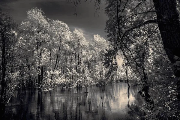 Árboles parados en el río con luz infrarroja . — Foto de Stock