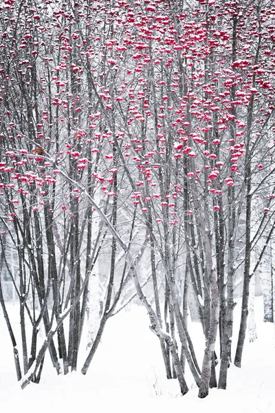 Baies de frêne dans un parc d'hiver . — Photo