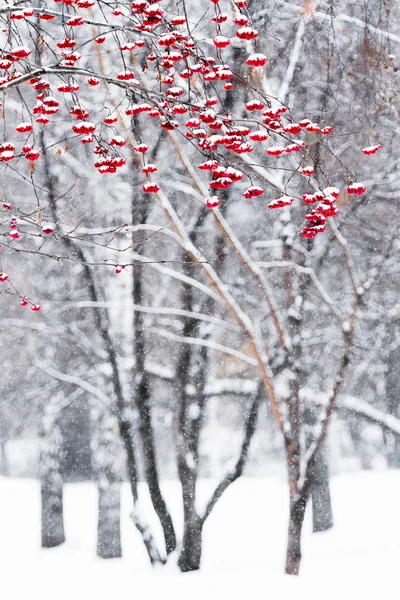 Berries of mountain ash in a winter park.