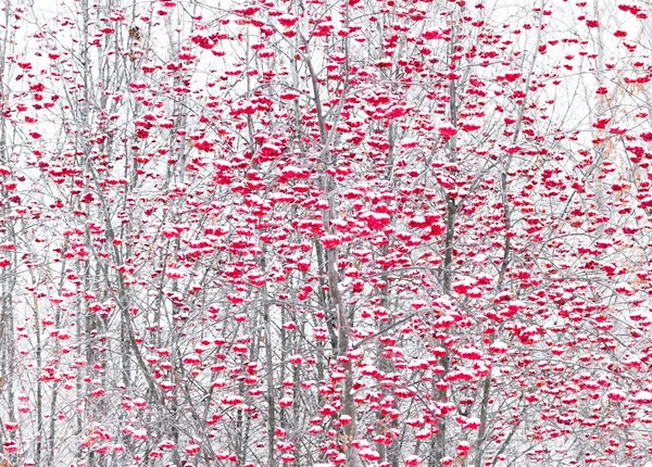 Beeren der Eberesche im Winterpark. — Stockfoto