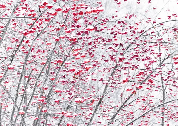 Bogyós gyümölcsök a téli Park hegyi kőris. — Stock Fotó