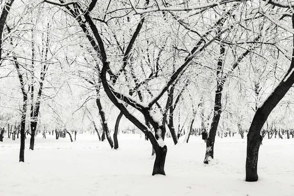 在雪地里的冬季公园 — 图库照片