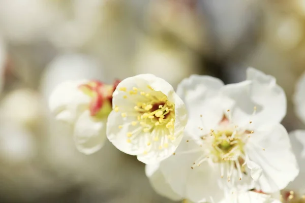 Beautiful Plum blossom — Stock Photo, Image