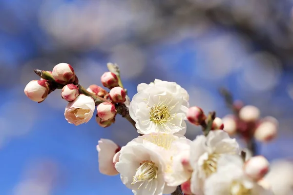 Beautiful Plum blossom — Stock Photo, Image