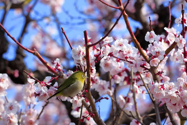 Pasăre japoneză cu ochi albi pe prune — Fotografie, imagine de stoc