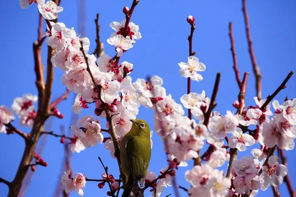 Japanse brilvogels vogel op pruimenboom — Stockfoto