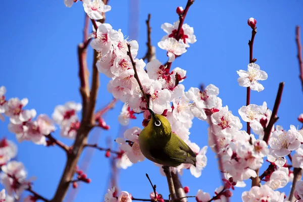 Pasăre japoneză cu ochi albi pe prune — Fotografie, imagine de stoc