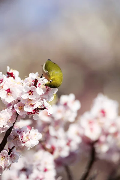 Ιαπωνική White-eye πουλί σε δέντρο δαμάσκηνο — Φωτογραφία Αρχείου