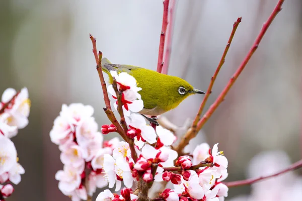 Japonés pájaro de ojo blanco en ciruelo — Foto de Stock