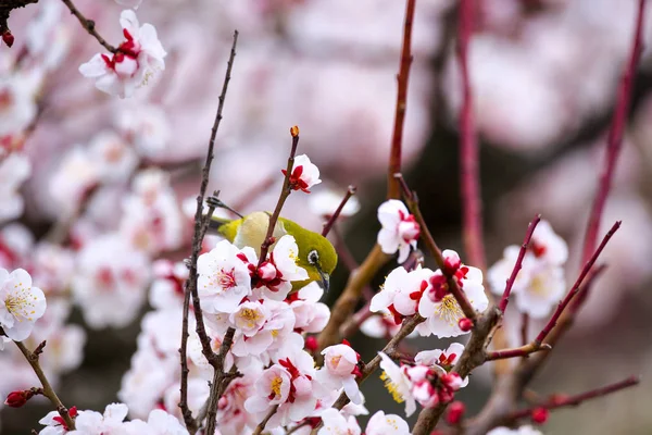 Oiseau à oeil blanc japonais sur prunier — Photo