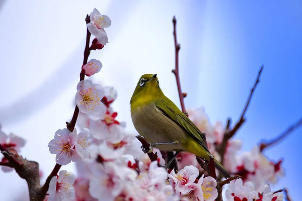 Japanischer Weißaugenvogel auf Pflaumenbaum — Stockfoto