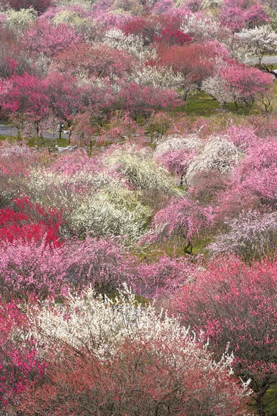 Japonské švestky grove v plném květu — Stock fotografie