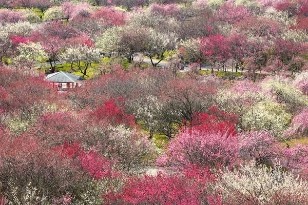 Japanese plum grove in full bloom — Stock Photo, Image