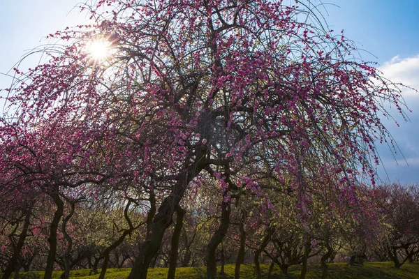 Japanese plum grove in full bloom — Stock Photo, Image